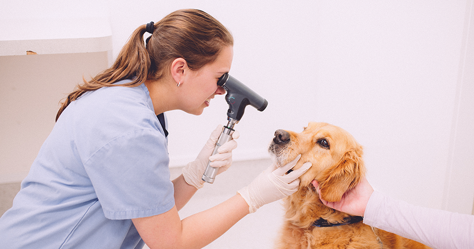 Time For Your Senior Pet Health Check