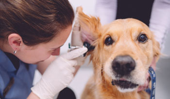 Book Your Senior Pet Health Check