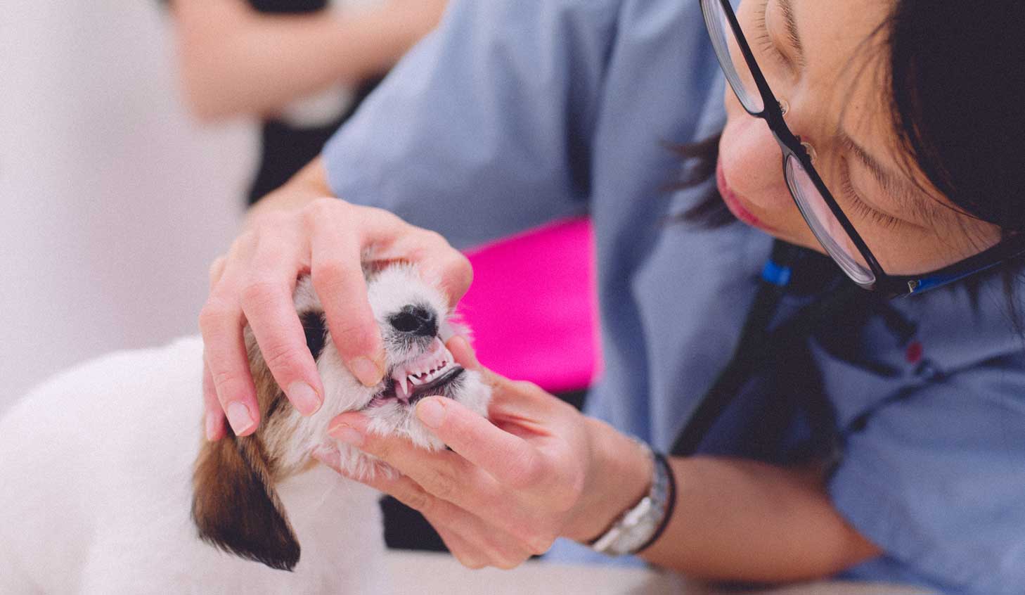 How to combat dental disease in your dog or cat