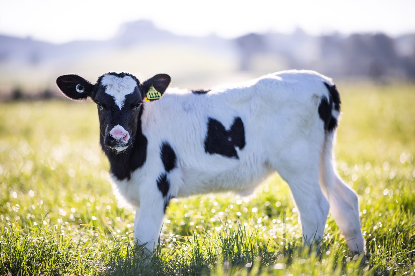 Animal Health Treatments And Issues Around Weaning
